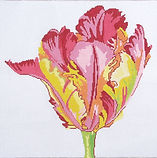 Regal Parrot Tulip