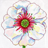 Regal White Poppy