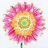 Regal Pink Daisy