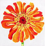 Regal Orange Zinnia