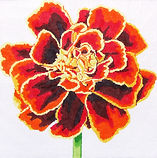 Regal Mahogany Marigold