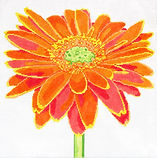 Regal Orange Daisy