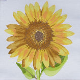 Regal Sunflower