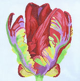 Regal Triumphant Tulip
