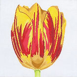 Regal Bellona Tulip