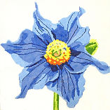 Regal Blue Poppy