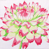 Regal Pink & Green Mum