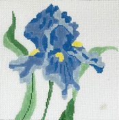 Blue Iris