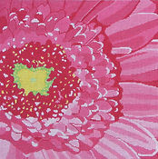Pink Gerber Daisy