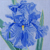 Above the Clouds Iris