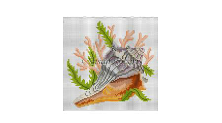 Lightning Whelk (18m)