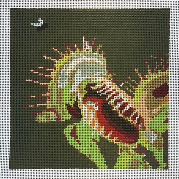 Maddie Sweet ·  Fly Trap Square