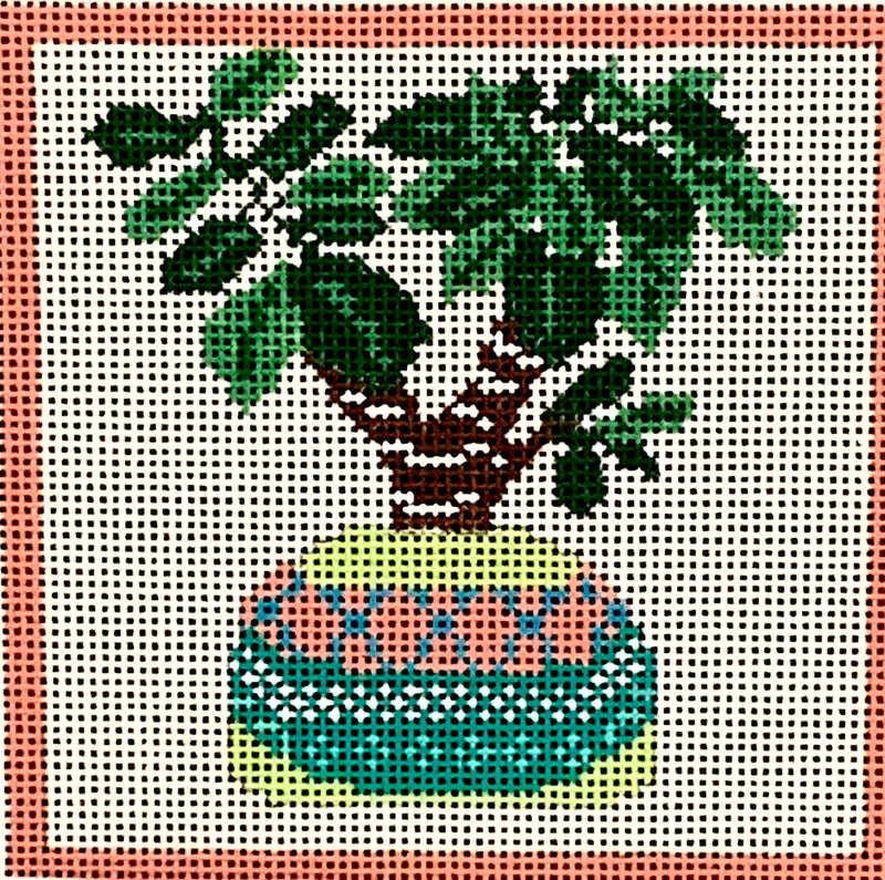 Cactus Series - Agave