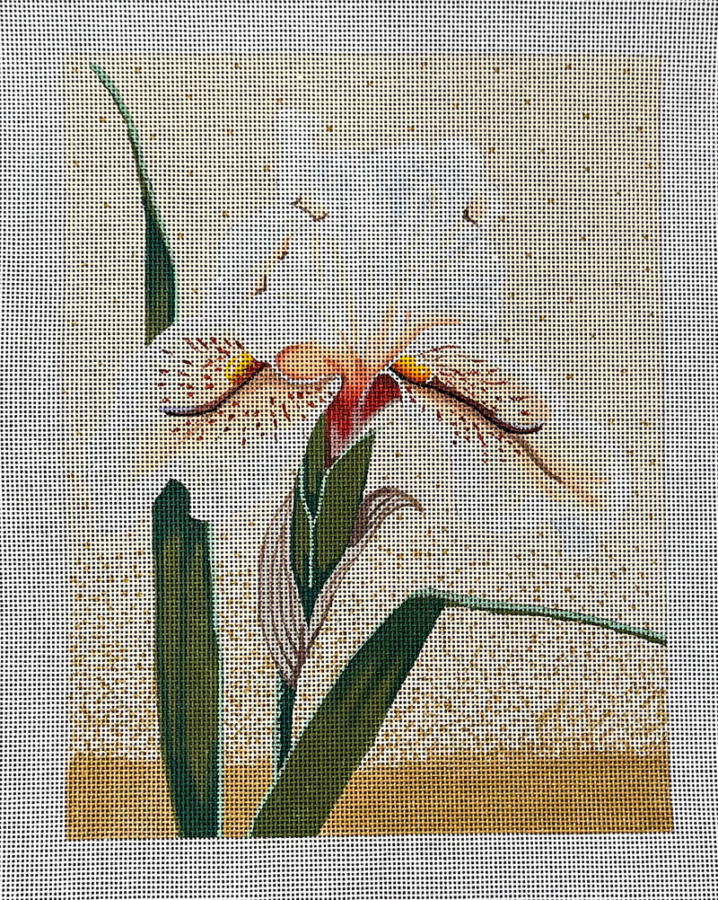 White Iris