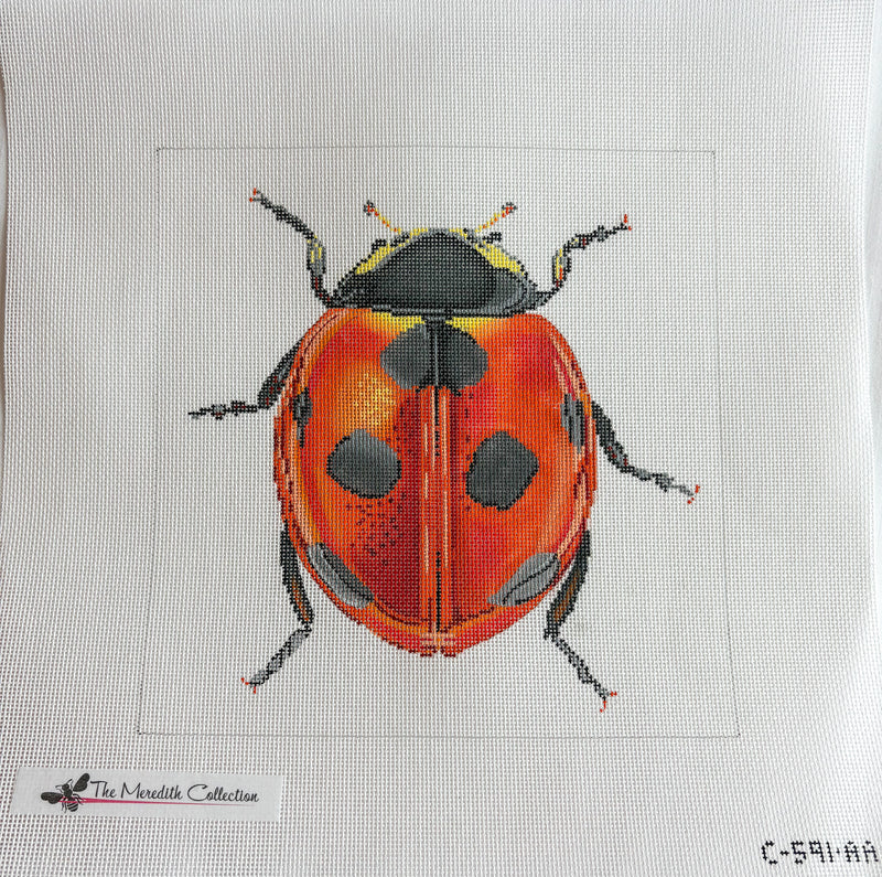 Little Bugs - Lady Bug