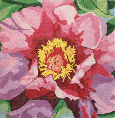Tree Peony - Princess