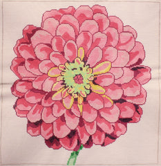 Regal Pink Zinnia