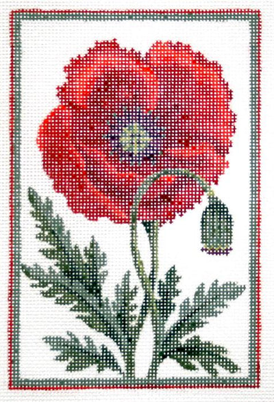 Belgium Poppy