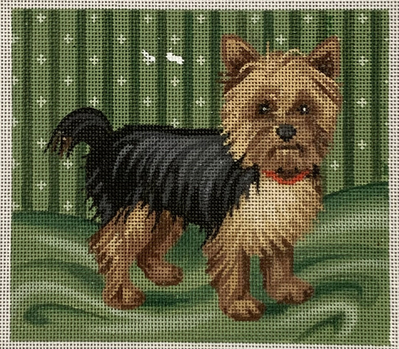 Yorkie
