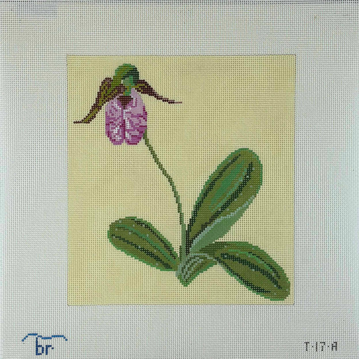 Pink Lady's Slipper (13m)