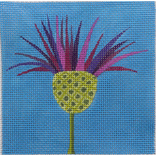 Square Thistle (18m)