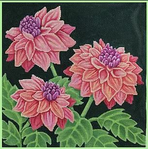 Dahlias - 13 Mesh W/ White Background