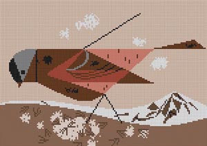 Grey Crowned Rosy Finch