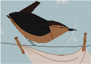 House Wren on Clothesline