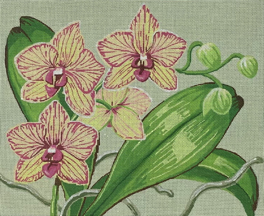 Orchids on 13 Mesh