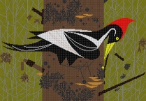 Ivory Billed Woodpecker