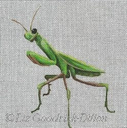 Praying Mantis