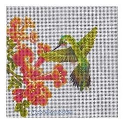 Hummingbird in Trumpet Vine