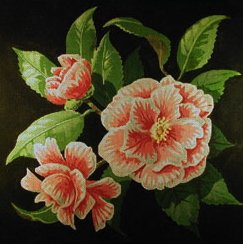 Peppermint Camellia