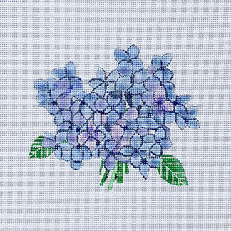 Hydrangea Bloom