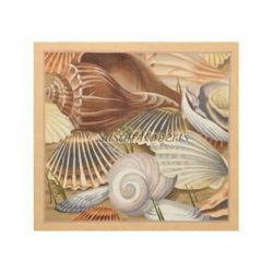 Seashells