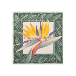 Bird Of Paradise (13m)