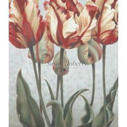 Asiatic Tulips (13m)