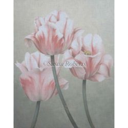 Pink & White Tulips
