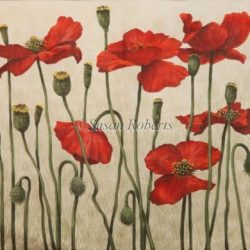 Red Poppies (13m)