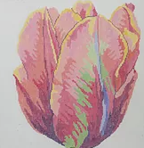 Empress Tulip