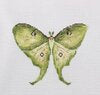 Whimsical Menagerie Series - Luna Moth