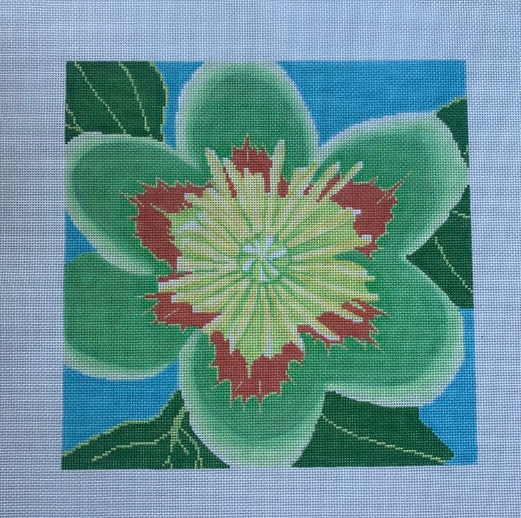 Tulip Poplar Blossom