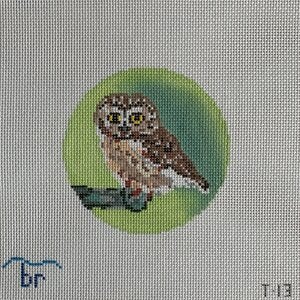 Bird Rounds - Rocky the Saw Whet Owl