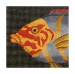 Wrasse - Red & Yellow