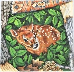 Resting Fawn