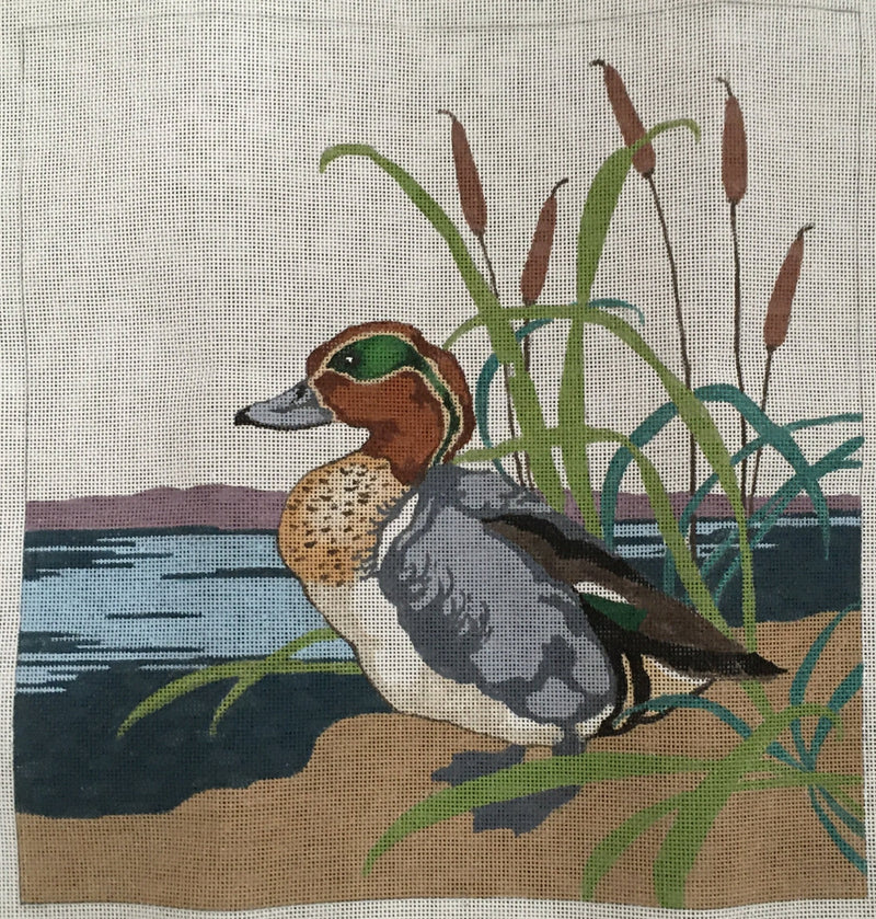 Green Wing Teal Duck