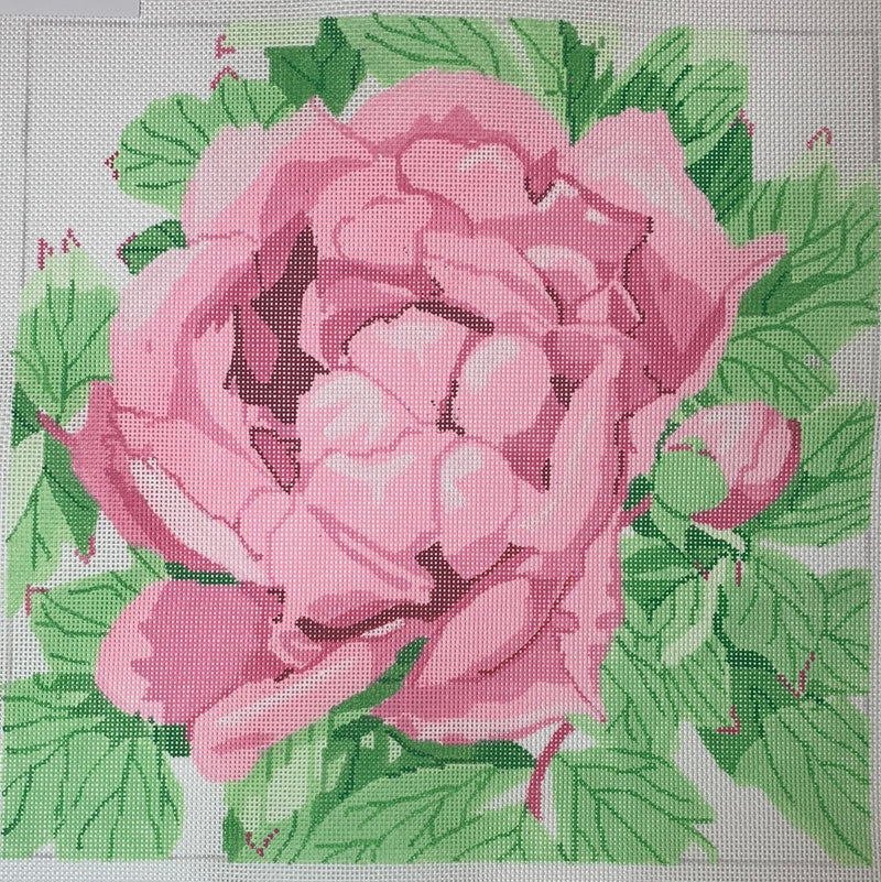 Pink Peony Blossom